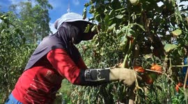 Farmers harvest tomatoes in the Garut agribusiness area, West Java, Indonesia