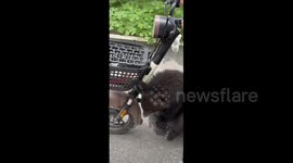 China: A Bear Cub Sitting On An Electric Scooter