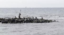Cormorants, seagulls and crows on the cliff surrounding the statue of Neptune with calm sea and sailboats in the background on a sunny winter day in January at Lido di Ostia in Rome.