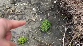 Florida, father and son, exploring pond shore, discover beautiful green flowers, growing out of animal scat - nature is amazing!