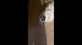 This dog has a very cheeky smile casually laying on the floor on her back