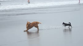 A cute Golden Retriever dog playing with his little friend on Canggu beach, Bali, Indonesia.