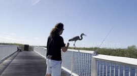 Florida man heroically removes hook lodged in blue heron's neck