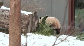 Giant panda couple makes public debut in Washington
