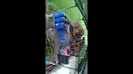 Sebuah tikus yang tak diundang tiba tiba menyelinap ke dalam celana seorang laki laki saat dia sedang berbaring santai