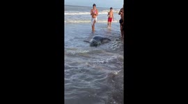 Curious seal draws crowd on Mar del Tuyú Beach, Argentina