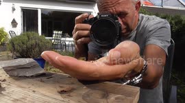 Man Holds Hornets and Yellow Jackets on His Bare Hands