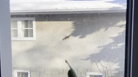 Spider Squirrel Crawls on Wall
