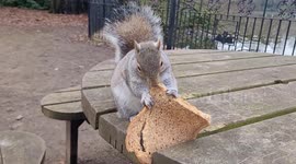 A Squirrel steals whole slice of bread and runs off with it