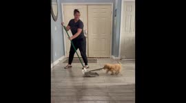 Puppy Helps Clean the Floor