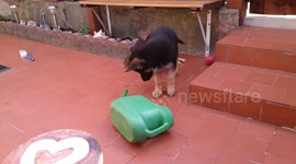 Ten week old German Shepherd puppy fights with a watering can dragging, growling and barking at it.