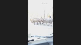Driver held up by buffalo crossing roads in Thailand