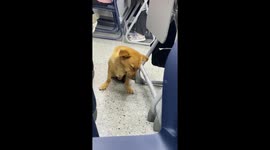 Stray dog wanders into university lecture and instantly falls asleep