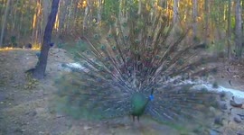 Wild peacocks seen strutting playfully in front of forest CCTV