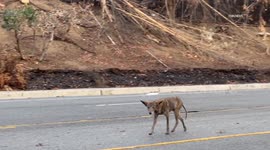 US, Los Angeles: Pacific Palisades Burned Coyote Roams Palisades Wildfire Burn Area Amid Storm