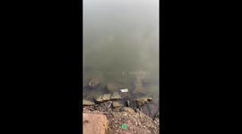 Angler catches mutant 'Beavis and Butthead' fish in China