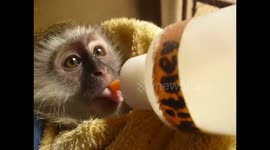 Adorable baby vervet monkey getting bottle fed