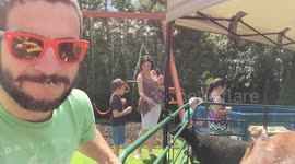 Mouth-to-mouth feeding a goat