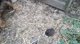 baby bird found and returned to mum