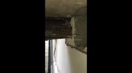 Rare footage of baby swallow chicks calling for food in their nest - Portreath Cornwall