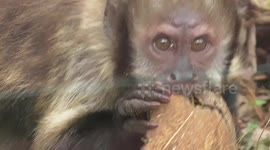 Monkey uses all of its energy to open coconut
