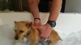 Adorable pup paddles in a bath