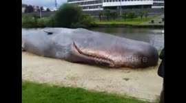 Realistic stranded sperm whale scupture on the docks in Rennes