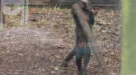 Capuchin monkey has a great time playing with log