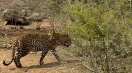 Safari tourists encounter leopard in South Africa