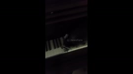 Raccoon plays piano.