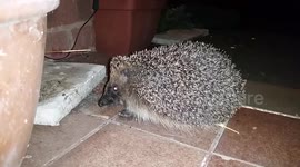 Friendly hedgehog unphased by human interaction