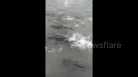 Street floods, giving new home to fish