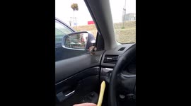 Bird in car eats french frie