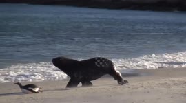 Sea Lion hunts and catches penguin on beach