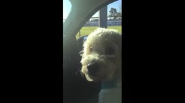 Cute puppy cries while dropping kids off at school