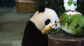 Zoo keepers celebrate panda's third birthday