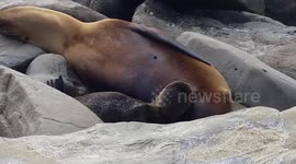 Mama Nursing Baby Sea Lion