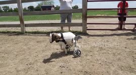 Goat injured in intentional dog attack learns to walk again