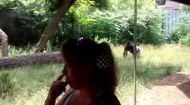 Sneaky Gorilla Likes To Scare Woman From Behind