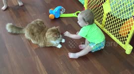 Twin babies playing with household cat