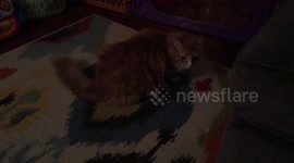 Cat playing with toy raccoon (slow-mo)