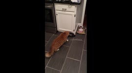 Cat scared by shoe