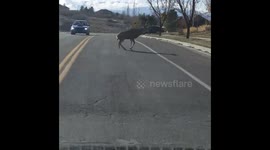 Wounded Deer Causes Public Heartbreak - SO SAD