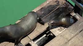 Sea lions squeezing thru small hole in dock (Santa Cruz Pier)