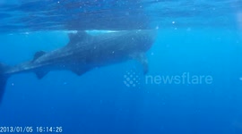 Swimming with Whale Sharks 1