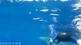 Swimming with Whale Sharks 2