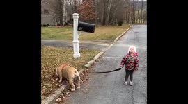 Toddler has a tantrum because her dog won't walk