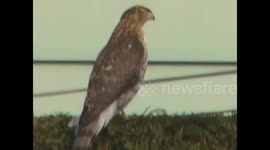 Red tail Hawk