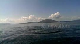 Backflipping Bottlenose