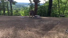 Brave Raccoon Eating on Patio